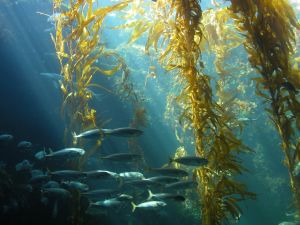 Sea Vegetables